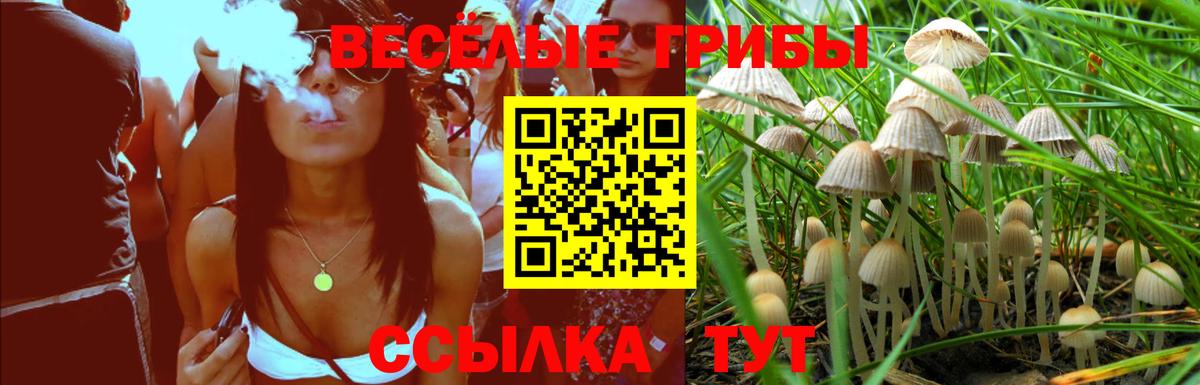 Псилоцибиновые грибы Psilocybine cubensis  закладки  Боровичи  Псилоцибиновые грибы ЛСД 